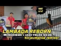 Kata Penonton Sesi ke 2 LAMBADA REBORN Lagunya Lebih Mengalir