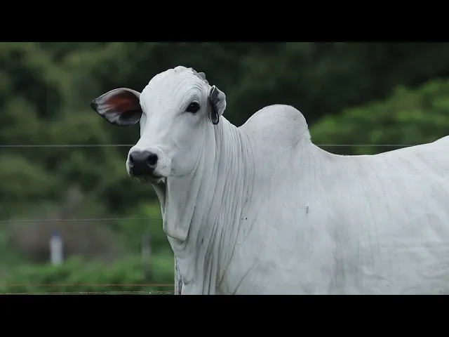 Novilha Nelore CMT - 556