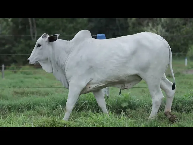 Novilha Nelore CMT - 556