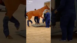 يا حبيبي يا محمد خيل 
