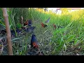 Download Lagu Begini kalau mikat burung Sintar api dan Sintar ladang tepat di markasnya