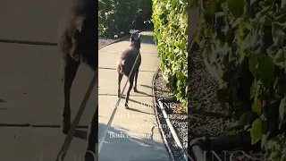 GOOD MORNING! #fyp #vlog #dream #doberman #pets