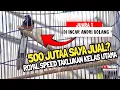 Download Lagu DI INCAR ANDRI BOLANG❓️500 JUTA SAYA JUAL ‼️MB ROYAL SPEED || ADI JAGAL ROJOKOYO