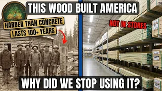 The Wood That Built America: Harder Than Concrete, Lasts 100 Years. Why Did We Stop Using It?