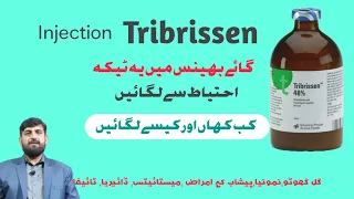 injection tribrissen how to use in cattle buffalo and sheep goat side effects quality ptoduct