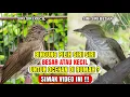 Download Lagu BAGUS MANA❓SIRI SIRI BESAR ATAU KECIL❓SIMAK PENJELASANYA❗
