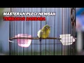 Download Lagu MASTERAN PLECI GACOR NEMBAK, TEMBAKAN BARBARA PALING DICARI DI GANTANGAN