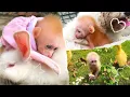 Download Lagu Baby Monkey Bibi Misses Many Friends during His Sweet Childhood | Bibi's House