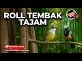 Download Lagu Masteran Kunti Ngecir Mix Cucak Jenggot Beset Rapet Materi Cucak Cungkok Super Gacor