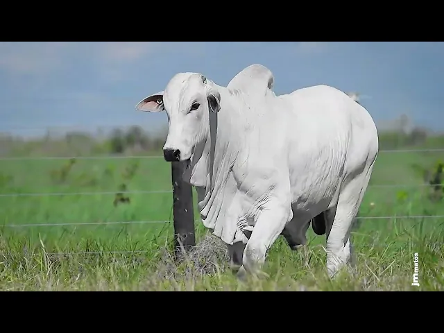 Garrote Nelore GLMP - 1817