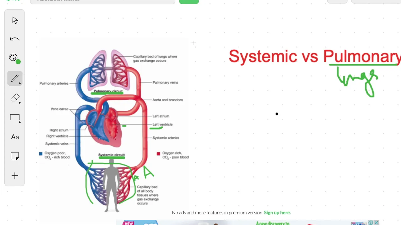 Systemic vs Pulmonary Circulation | Circulation