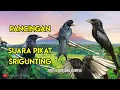 Download Lagu SUARA PIKAT BURUNG SRIGUNTING RIBUT/TARUNG, PALING AMPUH || PANCINGAN SRIGUNTING LIAR.