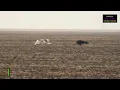 Download Lagu Amaphisi Hunting Greyhound vs Rabbit