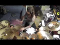 Download Lagu Whitechapel - Ben Harclerode - Hate Creation (DRUM PLAYTHROUGH)