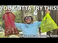 SCALLOPING in CRYSTAL RIVER You NEED to try this