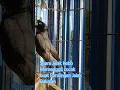 Download Lagu Suara Jalak Kebo Memanggil Cocok Buat Pancingan Jalak Bakalan