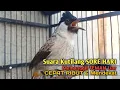 Lagu Suara Burung Kutilang Gacor ASLI Tanpa isian, Ampuh untuk Pikat Kutilang bikin kutilang Ribut gacor