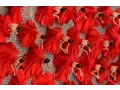 Download Lagu BAILANDO - Video Original