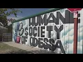 Humane Society of Odessa faces possible closure