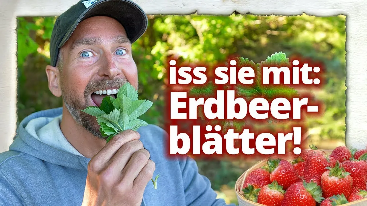 Timo G. erklärt die gesundheitlichen Vorteile von wilden Erdbeerblättern mit Ellagsäure für Haut und Immunsystem