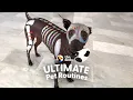 Dog Mom Paints Her Hairless Dog To Go On Walks The Dodo