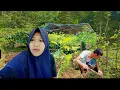 Download Lagu Hidup Tenang di Tengah Hutan | Kebun Sayur Sederhana Tapi Bahagia - Life in The Village