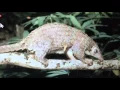 Download Lagu The Pangolin Problem