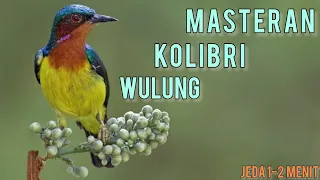 masteran murai batu kolibri wulung gacor jeda 1 2 menit