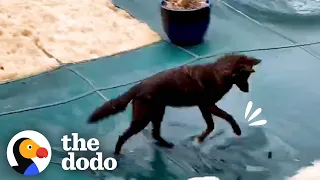 Coyote Spotted Playing With Neighborhood Dogs Meets Another Coyote The Dodo