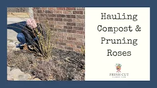 Pruning David Austin Roses Hauling in Compost For New Flower Beds