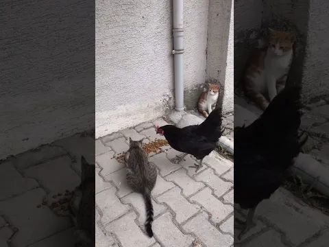 Chicken steals cat food while two cats watch in shock #funny #chicken #cat