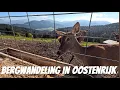 Download Lagu Wandeling op de Wilder Kaiser / Dagje winkelen in Sint Johann en Wörgl. 