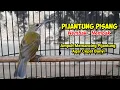 Download Lagu PIJANTUNG PISANG NEMBAK GACOR #pijantung #pijantungpisang #pijantungpisanggacor