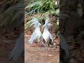 Kagu ๐๏ธ The Bird That Became Flightless!