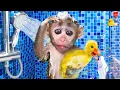 Download Lagu Bebé Mono DuDu se convierte en mago y cuida de un adorable patito - MONKEY DUDU