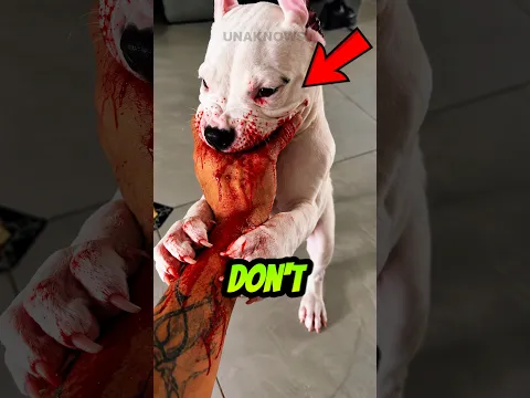 3 Dogs You Should NEVER Get if you’re Beginner! 😳🐕