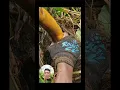 Download Lagu MANTAP....!!Mancing belut monster super babon di rawa #fishing #shortsvideo #yearofyou