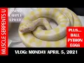 COOL CARPET PYTHONS PULLING BALL PYTHON EGGS
