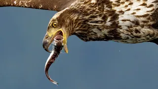 8X Slow Motion: The Chaos of an Eagle Feeding Frenzy