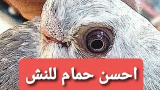 افضل نوع حمام النش محمد عوض 