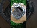 Download Lagu Nobody talks about chia seeds side effects #shortsfeed