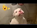 Download Lagu Smarty Funny Animal Video Clips 😹🐶 You Will Die Laughing Because Of These Dogs And Cats 🐾