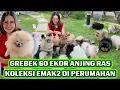 GREBEK 60 Ekor Anjing Ras Koleksi Emak2 Di Perumahan - Mini Pom - Chipas Family