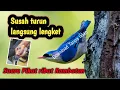 Download Lagu Suara Pikat Rambatan paruh merah ribut kejepit @manukTv_official