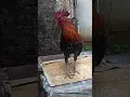 Download Lagu Kumpulan suara kokok ayam ketawa