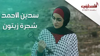 سدين الأحمد شجرة زيتون  سدين الأحمد شجرة زيتون