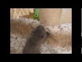 Download Lagu Titran's kitten paradise