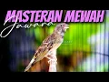 Download Lagu MASTERAN BLACKTHROAT GACOR DURASI PANJANG AMPUH BIKIN KENARI PAUD RAJIN BUNYI MEWAH JAWARA
