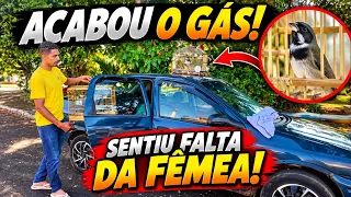 ACABOU O GÁS DA FÊMEA! 😱 O COLEIRO PAROU DE CANTAR! 🐦
