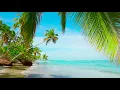 4k Palm Forest on the Beach. Relaxing Ocean Waves. Water Sounds, Ocean Sounds for Sleep Meditation.